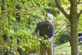 Arborist Examining Oak Tree