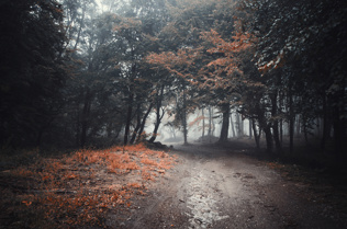 A muddy trail surrounded by dark colored trees