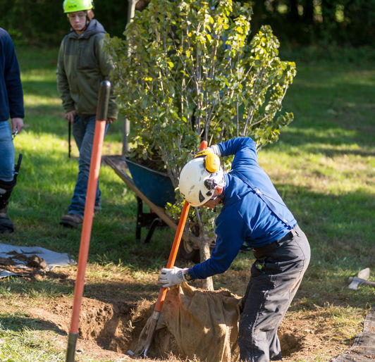 Tree Planting Services | Davey Tree