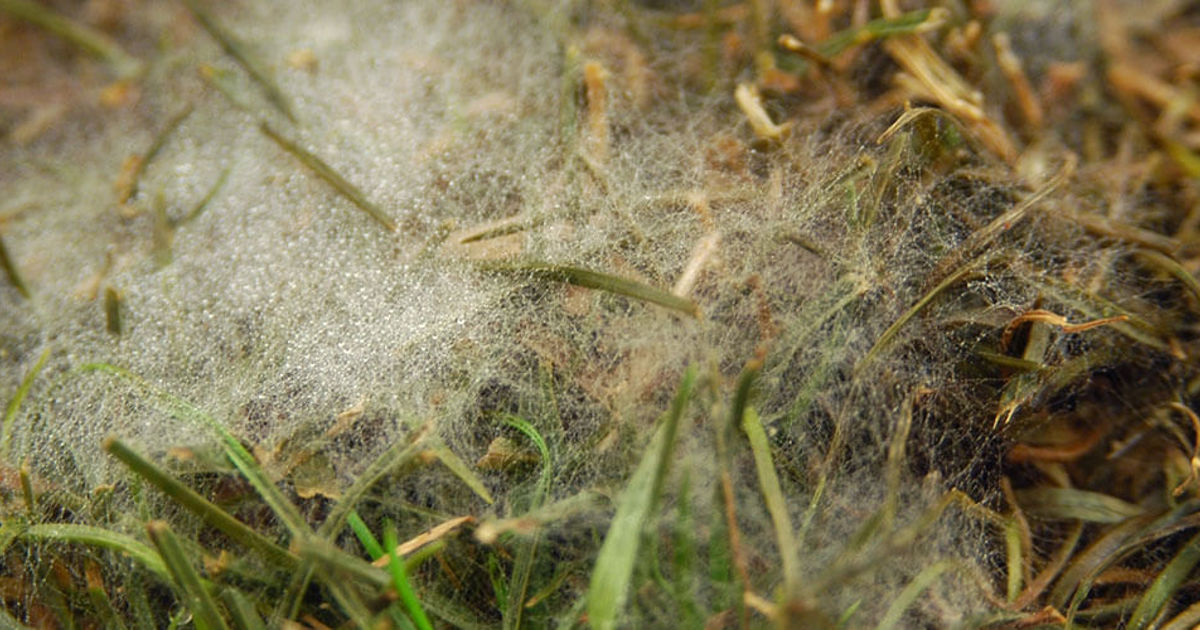 Turfgrass Disease Management: Pythium Blight | Davey Tree