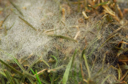 Pest And Disease Pythium Blight Banner 1440X500