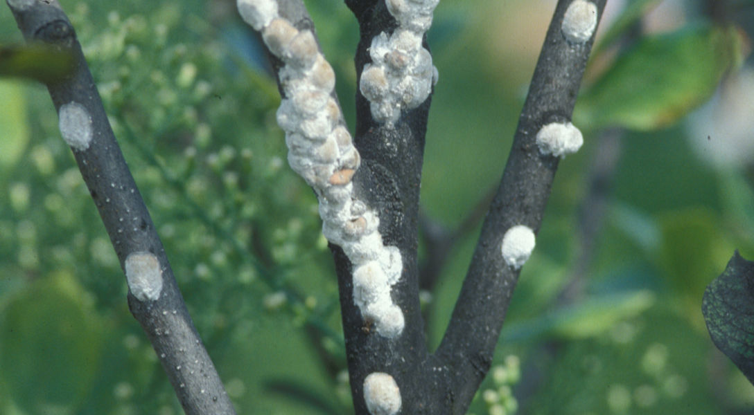 Magnolia Scale Insect Magnolia Scale | Davey Tree