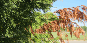 Fusiform Rust Disease | Davey Tree