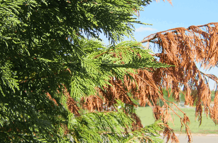 Pest And Disease Center Seiridium Canker Of Leyland Cypress Banner 1440X500