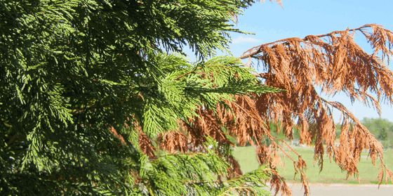 Fusiform Rust Disease | Davey Tree