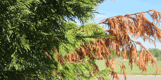 Pest And Disease Center Seiridium Canker Of Leyland Cypress Banner 1440X500