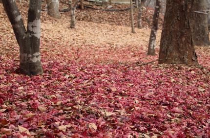 Falling leaves