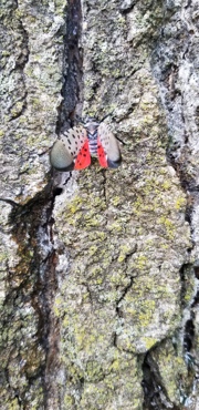 Adult Spotted Lantern Fly