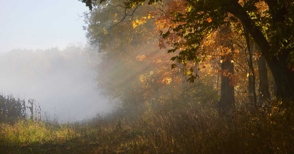 Early fall color and tree stress in Ontario | Davey Tree