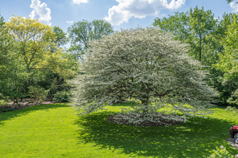 Flowering tree