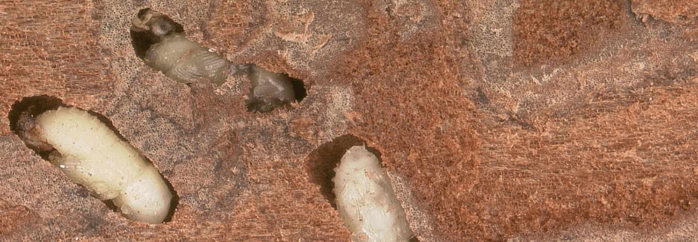 Pest And Disease Southern Pine Beetle Banner 1440X500