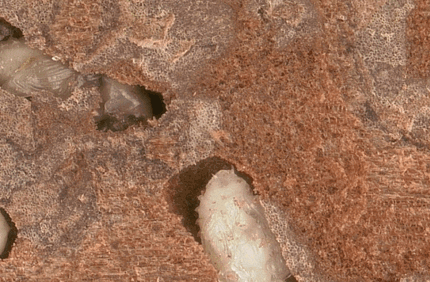 Pest And Disease Southern Pine Beetle Banner 1440X500
