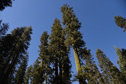 tall trees in California