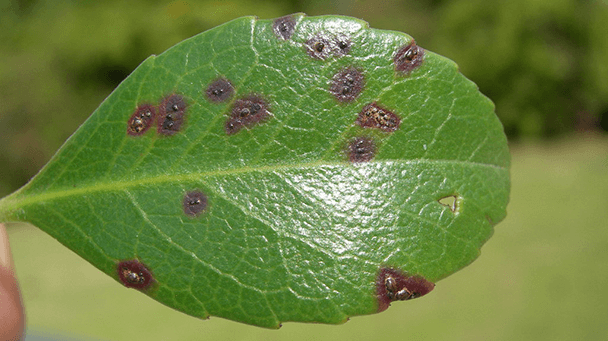Pest And Disease Center Photinia Leaf Spot Sideimage 608X341