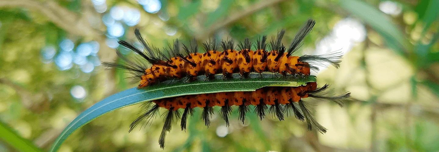 Pest And Disease Center Oleander Caterpillar Banner 1440X500