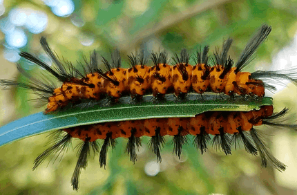 Pest And Disease Center Oleander Caterpillar Banner 1440X500