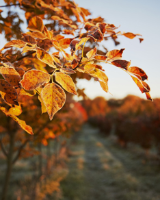 Brown- and orange-colored leaves close in the foreground of a tree field.