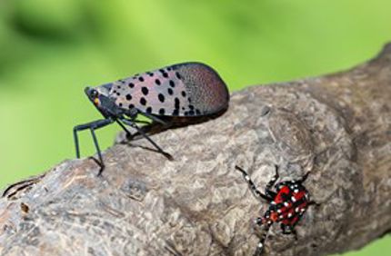Lanternflies