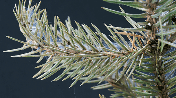 Pest And Disease Center Spruce Spider Mites Sideimage 608X341