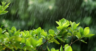 fresh green leaf branch under heavy rain in rainy season