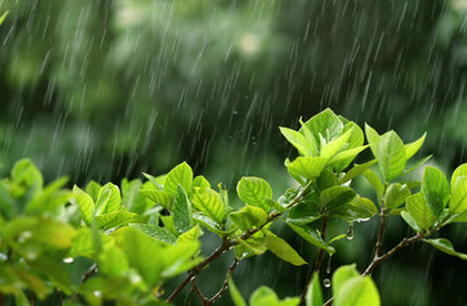 Tree Leaves In Rain Davey Tree (1)