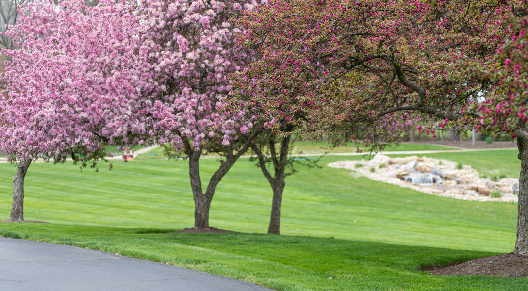 Local Trees Protecting Your Property: Choosing Trees with Non-Invasive Root Systems ...