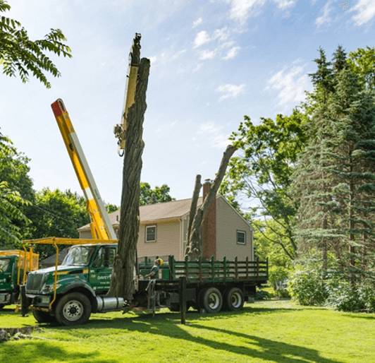 Tree Removal Services | Davey Tree