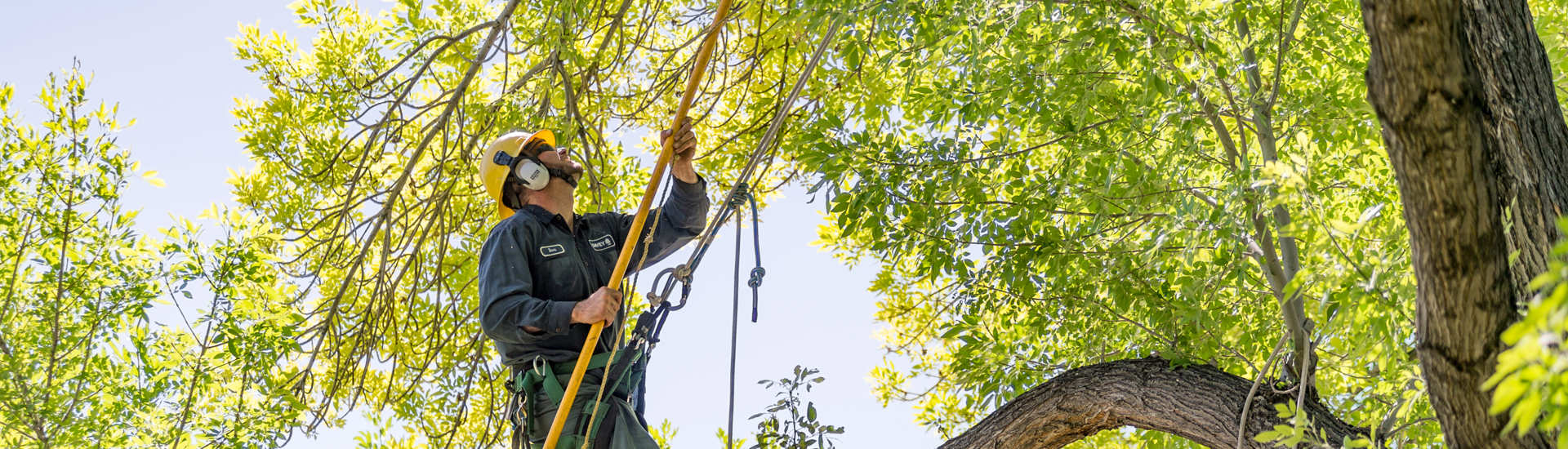 Commercial Tree Pruning