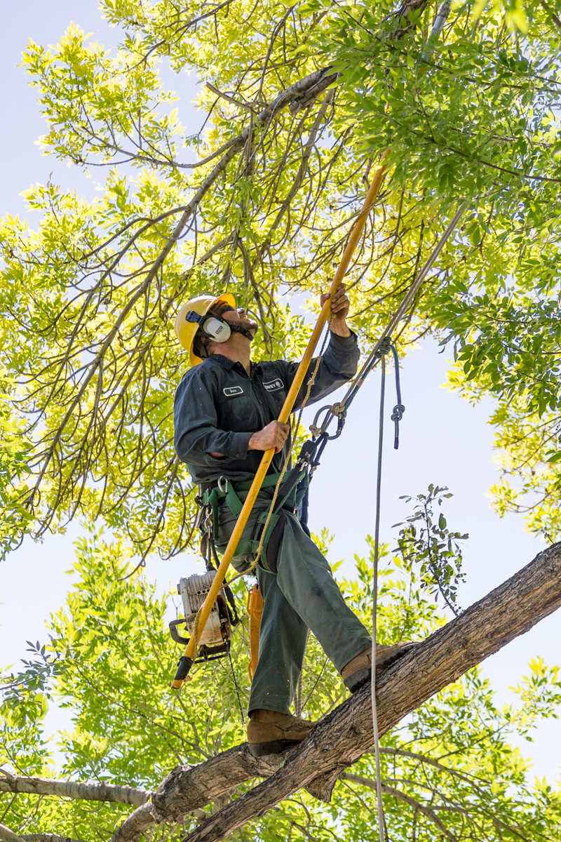Commercial Tree Pruning