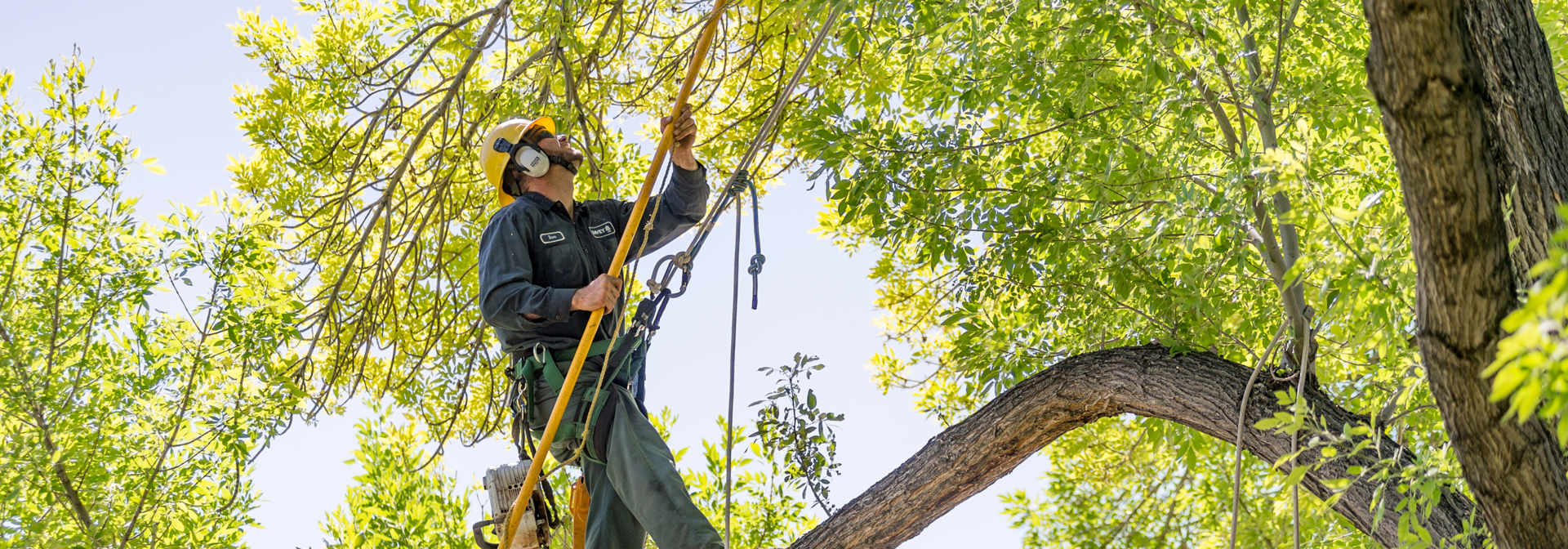 Commercial Tree Pruning