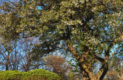 tree