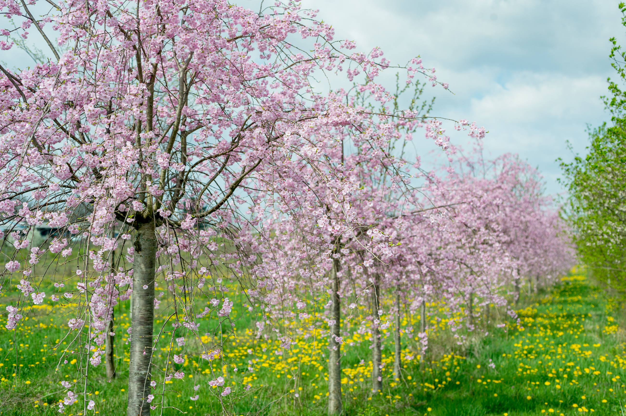 The Davey Tree Nursery Davey Tree