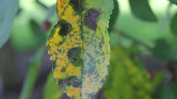 Pest And Disease Apple Scab Sideimage3 608X341