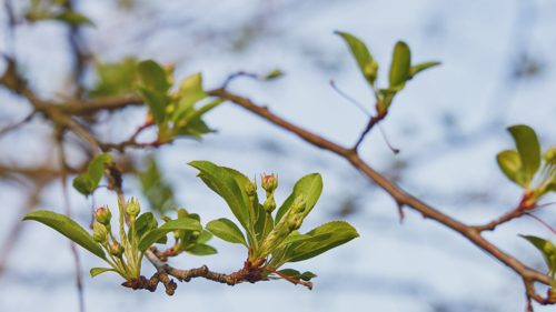 A close view of leaves in a tree.
