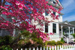 Flowering dogwood tree in front of a residential home