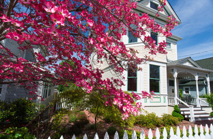 Best Dwarf Trees For Small Spaces Dogwood In Front Of House Davey Tree