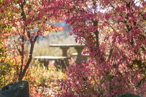 Two medium-sized trees with red leaves with a bench in the distance between them.