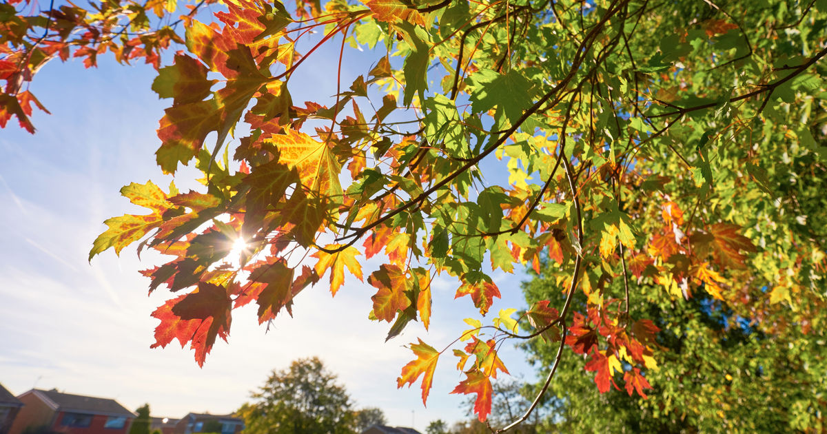 Why Do Trees Change Color in the Fall | Davey Tree