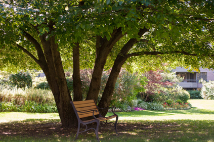 Photo of a bench underneath a tree