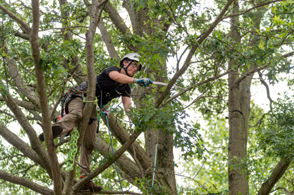 Picture of an arborist properly pruning a tree.