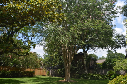 A large tree in a residential yard.