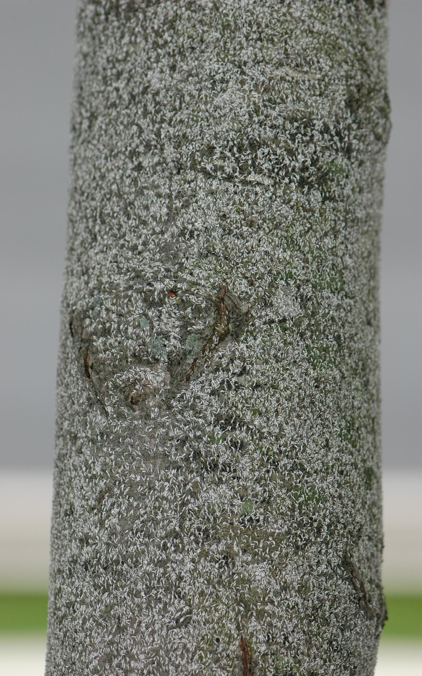 5429866 LGPT Japanese Maple Scale