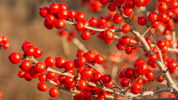 Commercial Blog Right Tree Right Place Sideimage 608X341