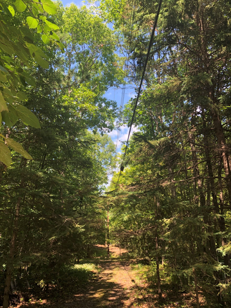 Wild Rice Electric 2