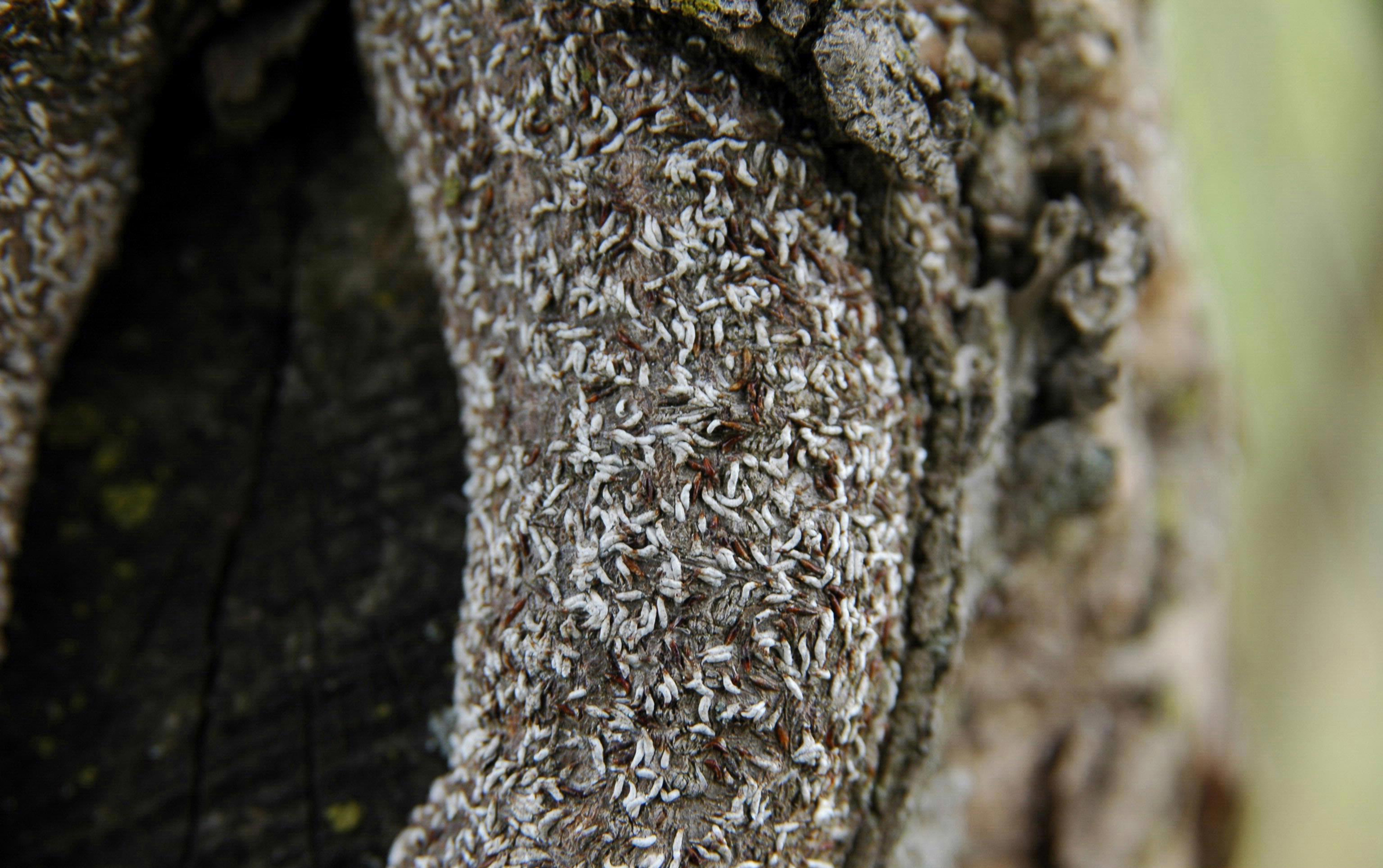 5369697 LGPT Japanese Maple Scale Horiz