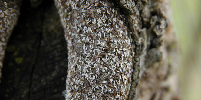 Phytophthora Bleeding Canker Identification & Treatment | Davey Tree