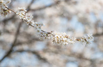 spring tree