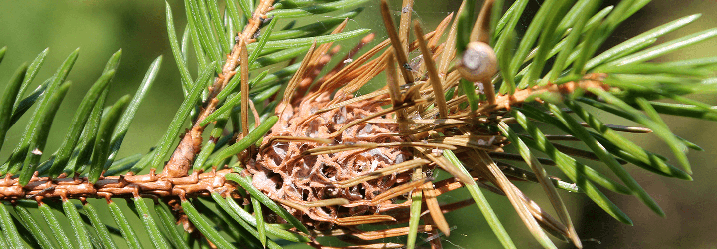 Pest And Disease Eastern Spruce Gall Adelgid Banner 1440X500