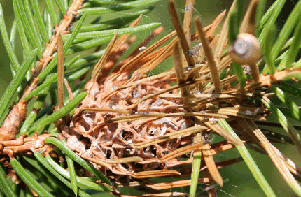 Pest And Disease Eastern Spruce Gall Adelgid Banner 1440X500