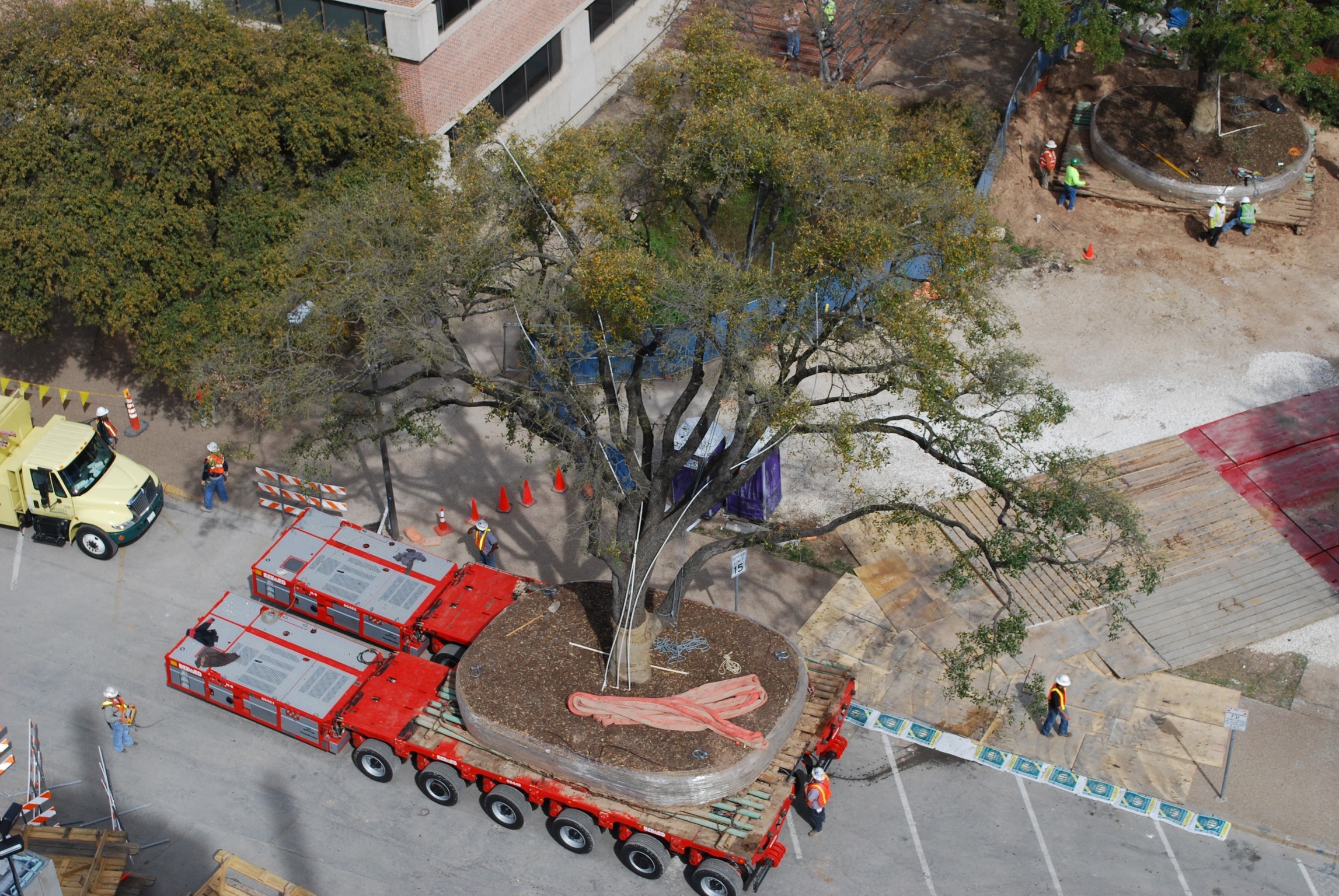 Large Tree Moving University of Texas Austin